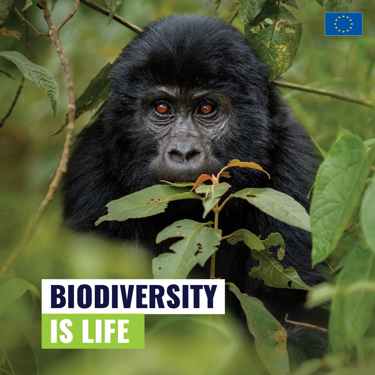 Social Media Visual / 1200x1200px / Green Deal - Biodiversity / Adobe InDesign